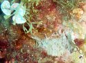 DSC05125 - Anemone~